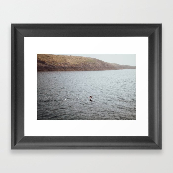 Puffin Taking Off Framed Art Print