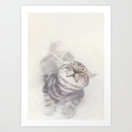 British Shorthair Cat in White Tulle Art Print