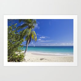 Caribbean Beach With Palm Art Print
