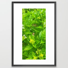Bee on nature plants  Framed Art Print