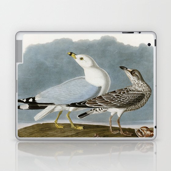 Vintage Seagull Illustration - Audubon Laptop & iPad Skin