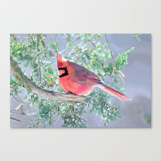 Cold Winter's Day Cardinal Canvas Print