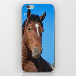 Wild Stallion 0304 - Southern Nevada Desert iPhone Skin