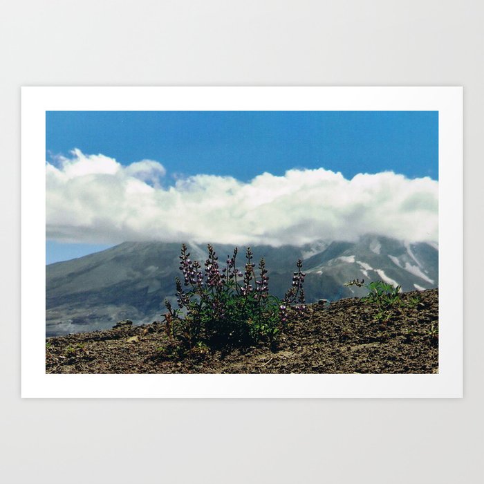 Mount Saint Helens Flowers Art Print
