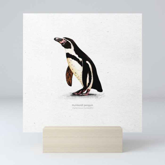 Humboldt penguin scientific illustration art print Mini Art Print