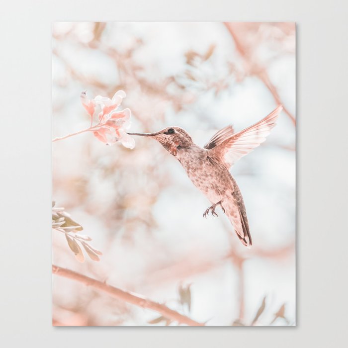 Hummingbird Canvas Print