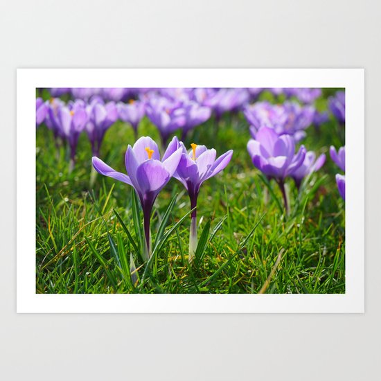 Purple Crocuses Art Print