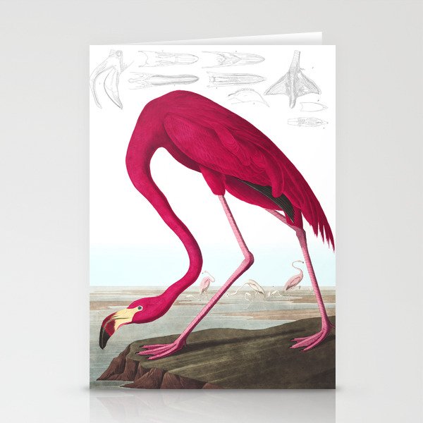 American Flamingo John James Audubon Vintage Scientific Hand Drawn Illustration Birds Stationery Cards