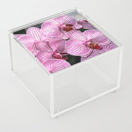 Pink Butterfly Phalaenopsis Orchid Acrylic Box