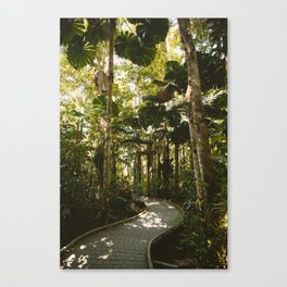 Daintree Rainforest III Canvas Print