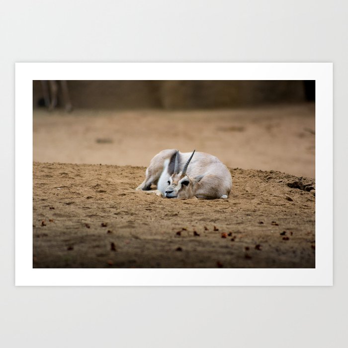 Gazelle Napping Art Print