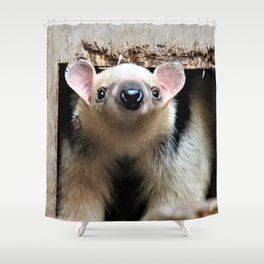 society6