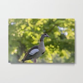 Close Up Of An Egyptian Goose Metal Print | Outdoors, Colorful, Brown, Netherlands, Outdoor, Closeup, Dutch, Holland, Standing, Stand 