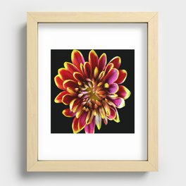 Crysanthemum  Recessed Framed Print