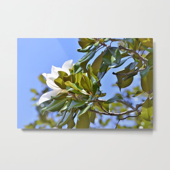Magnolia Flower up in a Tree Metal Print