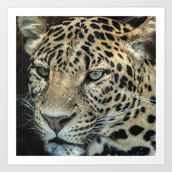 Too Close For Comfort Art Print