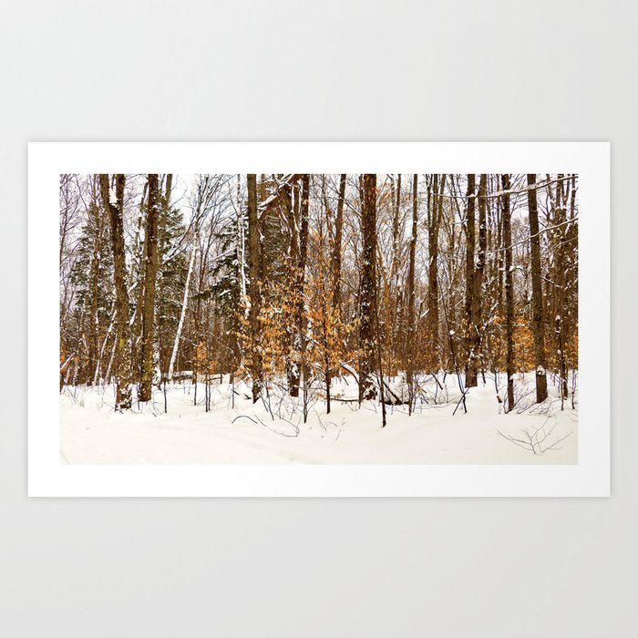 Maple Beech Forest in the Winter Art Print