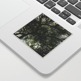 Under the tree canopy - Nature Photography - Art Print Sticker