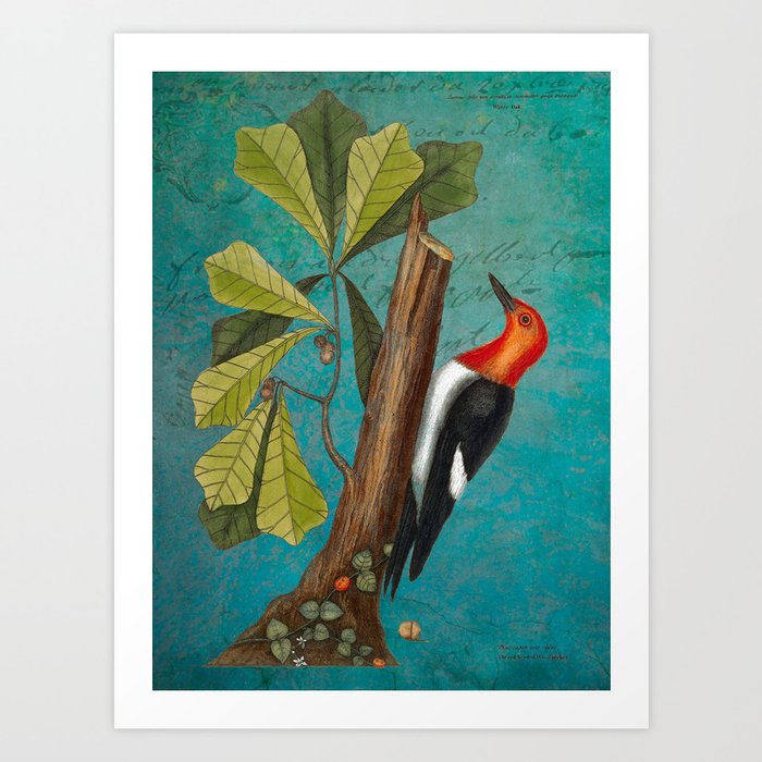 Red Headed Woodpecker with Oak, Natural History and Botanical collage Art Print