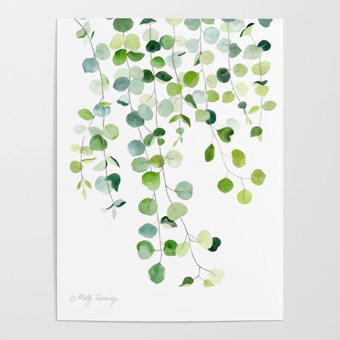 Eucalyptus Watercolor 6 Poster