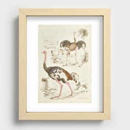 Vintage Ostrich Bird Illustration Recessed Framed Print