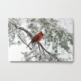 Wet Snow Cardinal (vertical) Metal Print | Trees, Birds, Holidays, Adirondacks, Christmas, Bird, Animal, Snowstorm, Nancyacarter, Northern Cardinal 