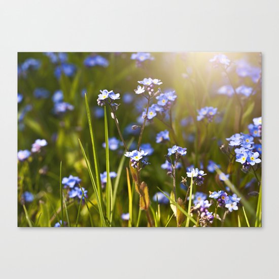 Forget me not flowers in sunlight Canvas Print