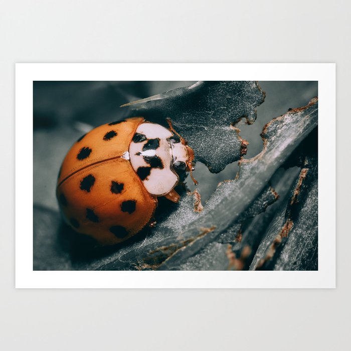 Ladybug Noir Photograph Art Print