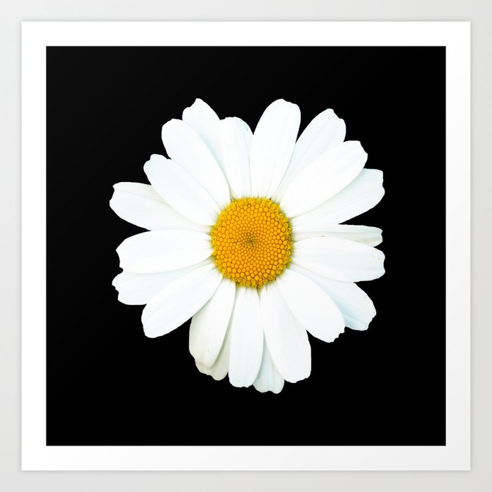 Large White Daisy on Black Background #decor #society6 #buyart Art Print