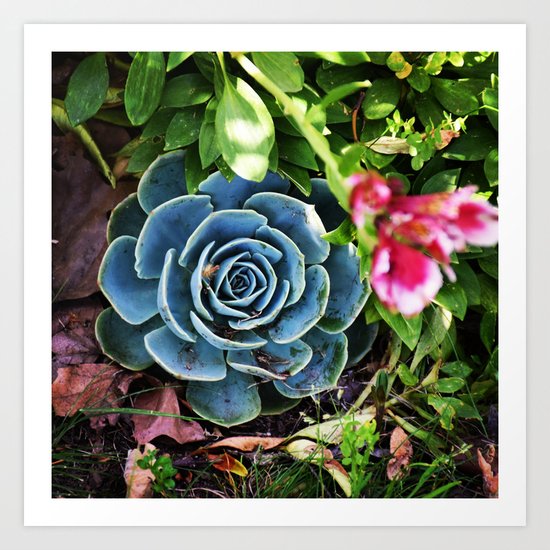 Hidden Succulent Art Print