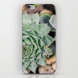 Mexico Photography - Common Houseleek In A Mexican Garden iPhone Skin