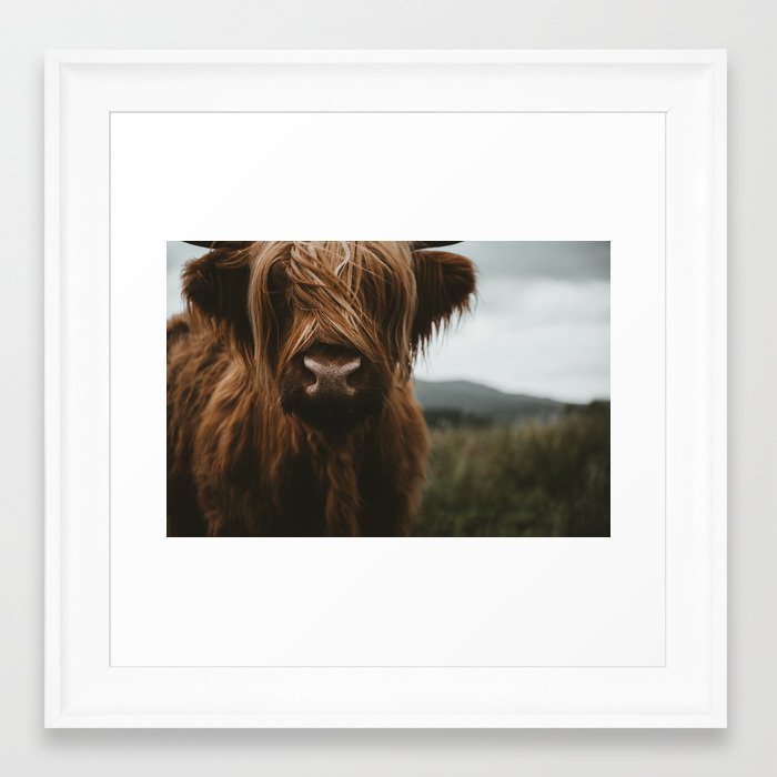Scottish Highland Cattle Framed Art Print By Regnumsaturni Society6 Scottish Highland Cattle Framed Art Print