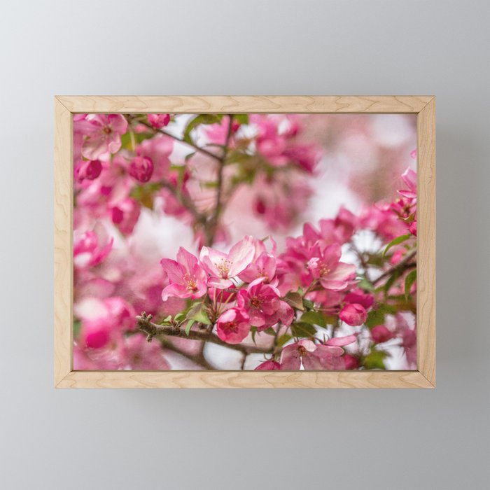 Bright Pink Crabapple Blossoms Framed Mini Art Print