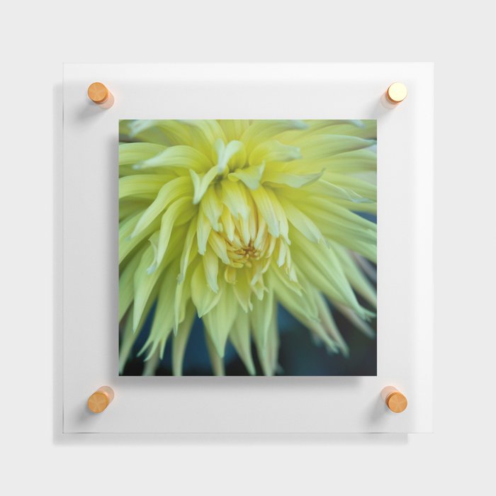 Yellow Cactus Dahlia Kennemerland Floating Acrylic Print