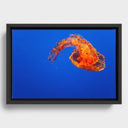 Jellyfish Framed Canvas
