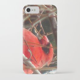 Chilly Cardinal 2 iPhone Case