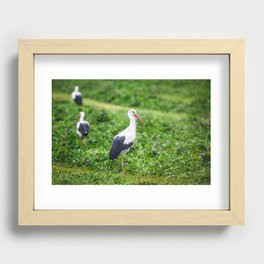 White stork Recessed Framed Print