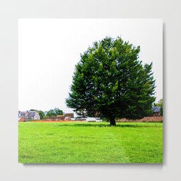 Windswept - Tree in field (Wiltshire, England) Metal Print | Color, White, Leaves, Leaf, Grass, England, Element44, Land, Elementfortyfour, Green 