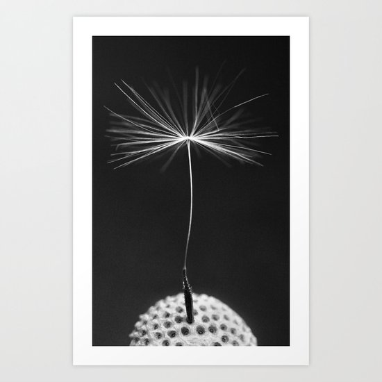 Seed Of A Dandelion Art Print