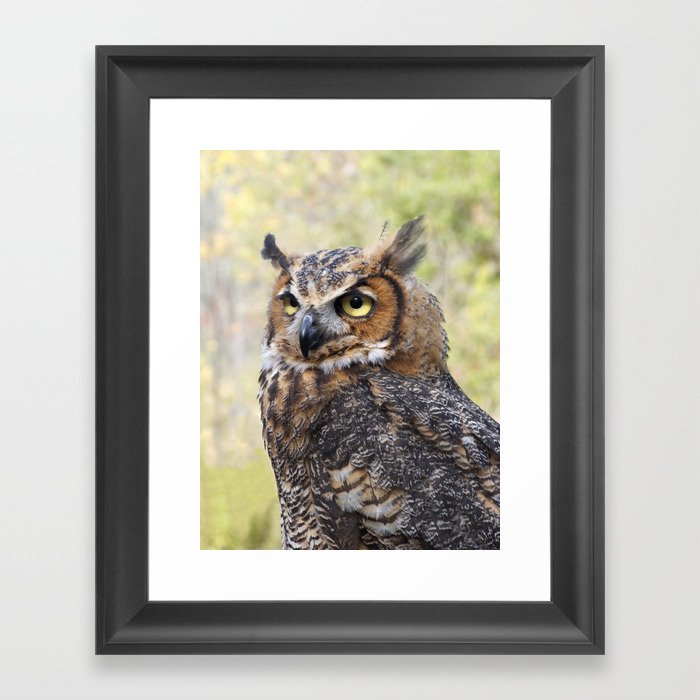 Great Horned Owl Framed Art Print