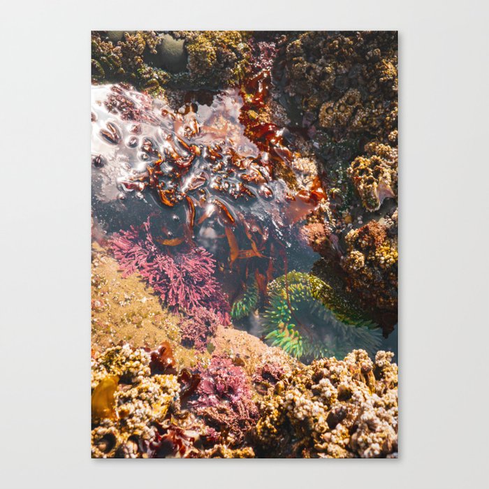 The Tide Pool | Oregon Coast Nature Photography Canvas Print