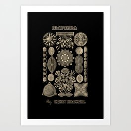 “Diatomea” from “Art Forms of Nature” by Ernst Haeckel Art Print