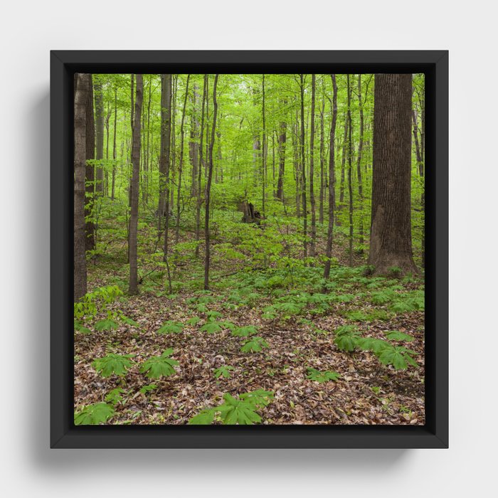 Framed Canvas