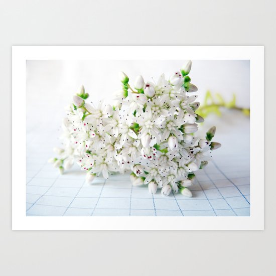 White Sedum Flowers Art Print