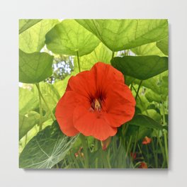 Flowers Metal Print | Nasturtium, Decorative, Standsout, Redflower, Photo, Uplifting, Bright, Pleasing, Singlebloom, Color 