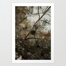 Pine tree | Fine Art Travel Photography Art Print