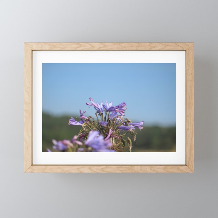 California Purple Flower Framed Mini Art Print