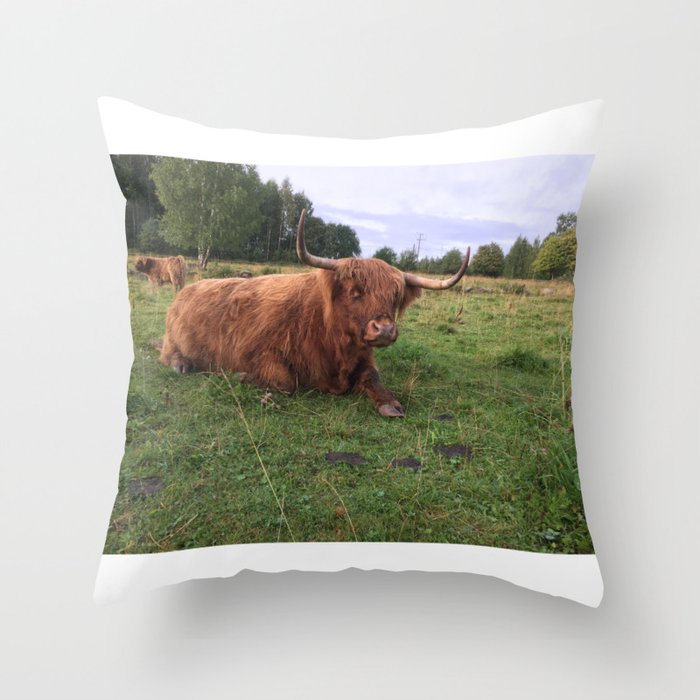 Fluffy Highland Cattle Cow 1187 Throw Pillow