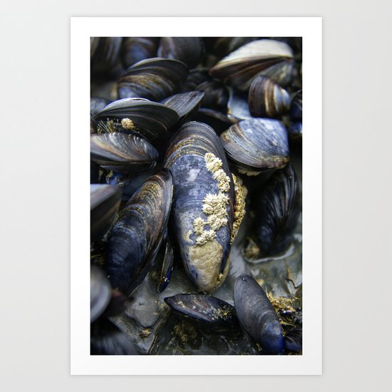 Barnacled Art Print