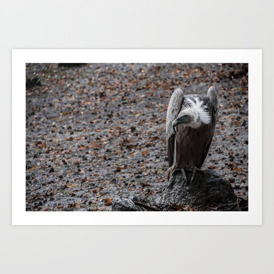 vulture after rainin' Art Print
